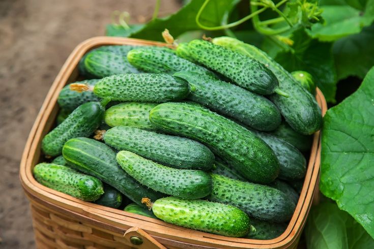 Field Cucumbers
